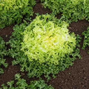 Chicorée Frisée de Ruffec